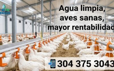 Tratamiento agua sector avícola: Sanidad y rentabilidad