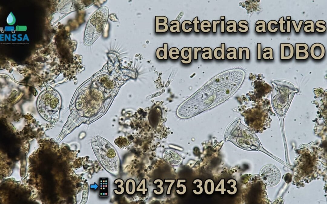 Bio-aumentación en PTAR: Recupere su sistema