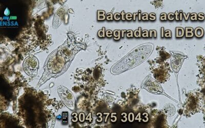 Bio-aumentación en PTAR: Recupere su sistema