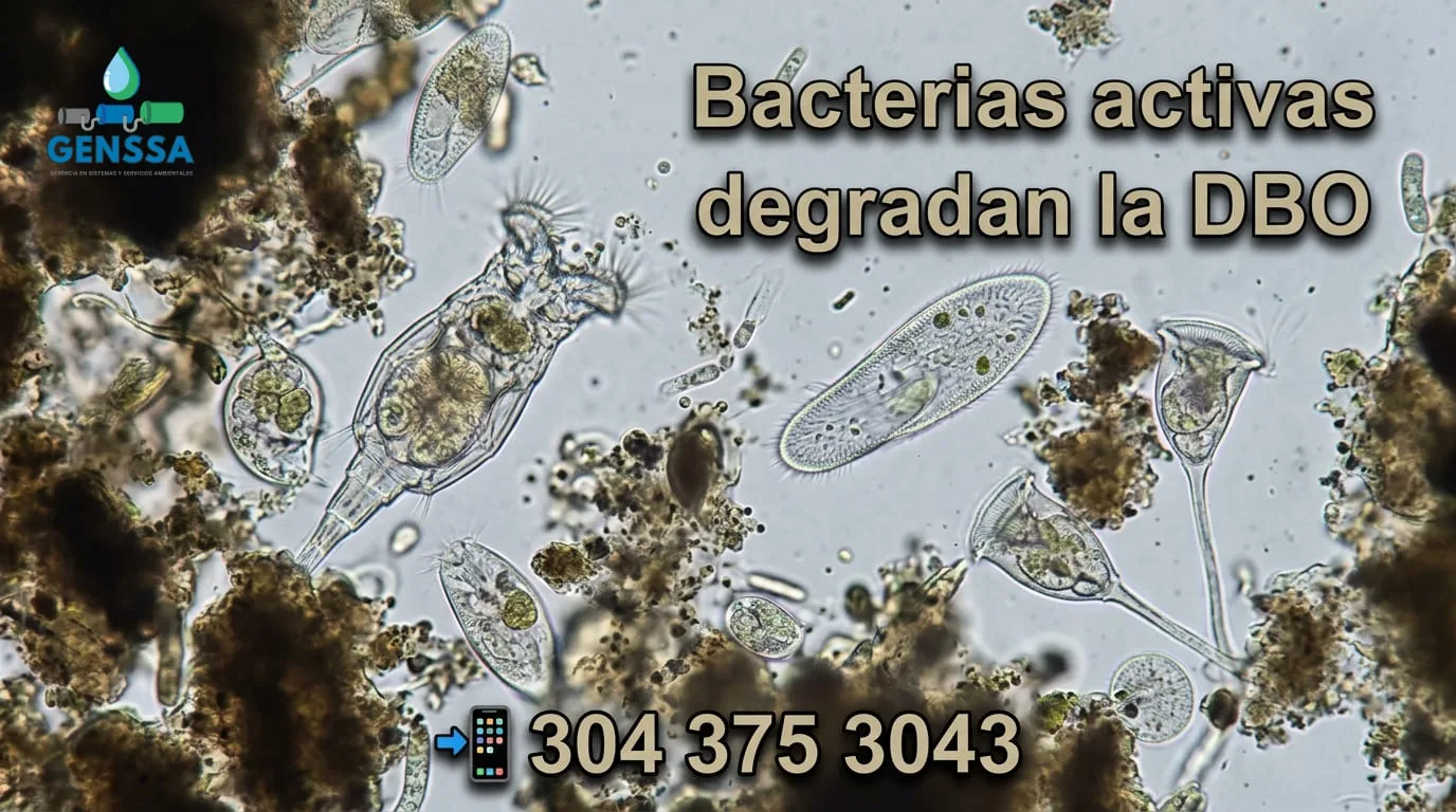 Bio-aumentación en PTAR y bacterias industriales